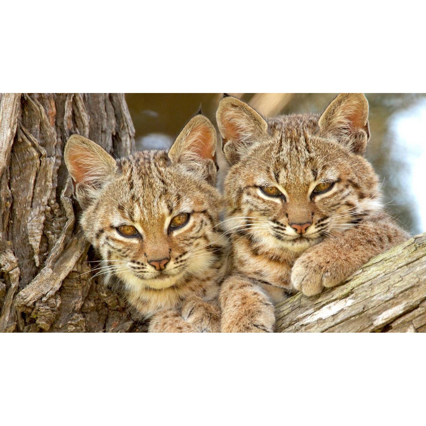 Tablou canvas 75x50 cm, Animale model 245