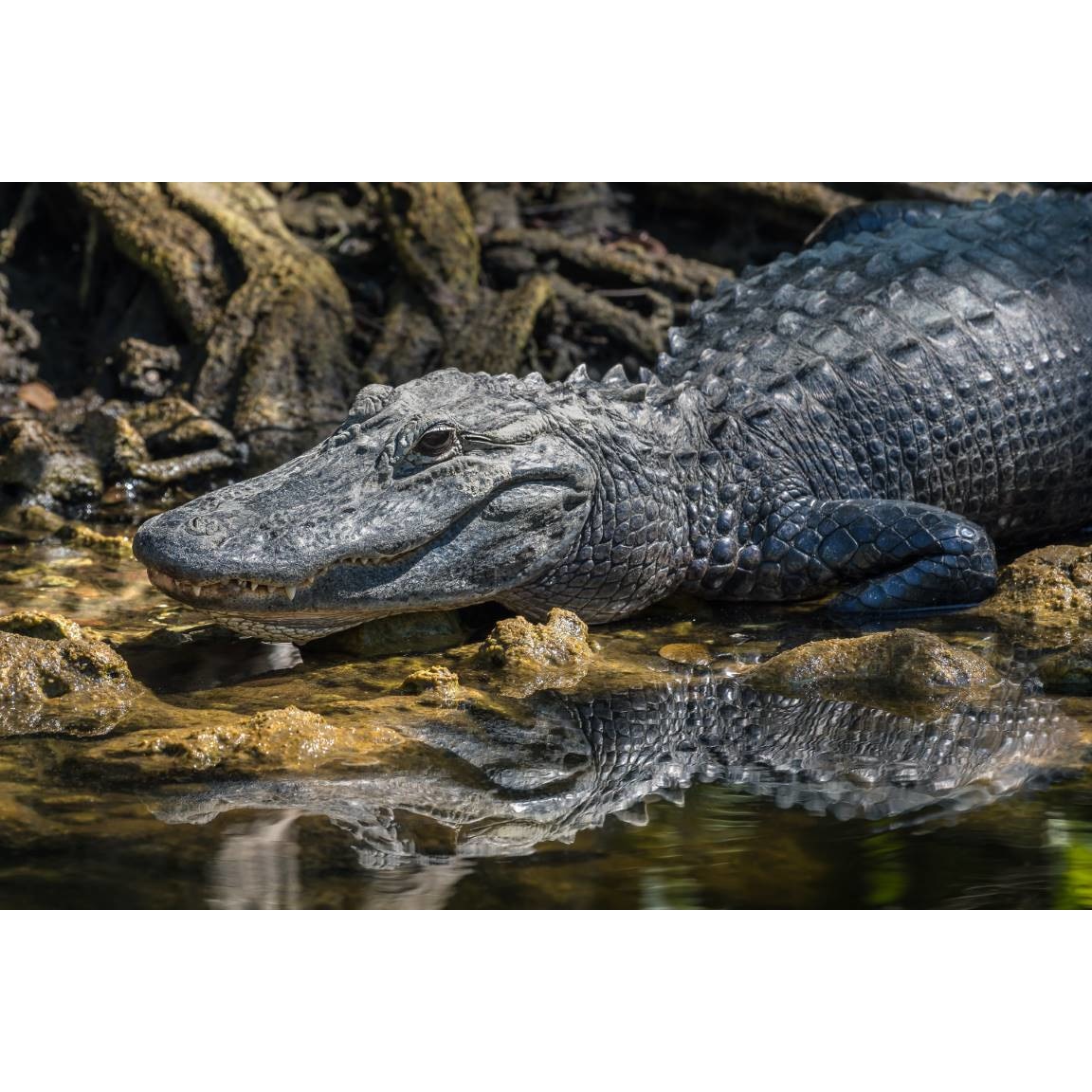 Tablou canvas 90x50 cm, Animale model 229