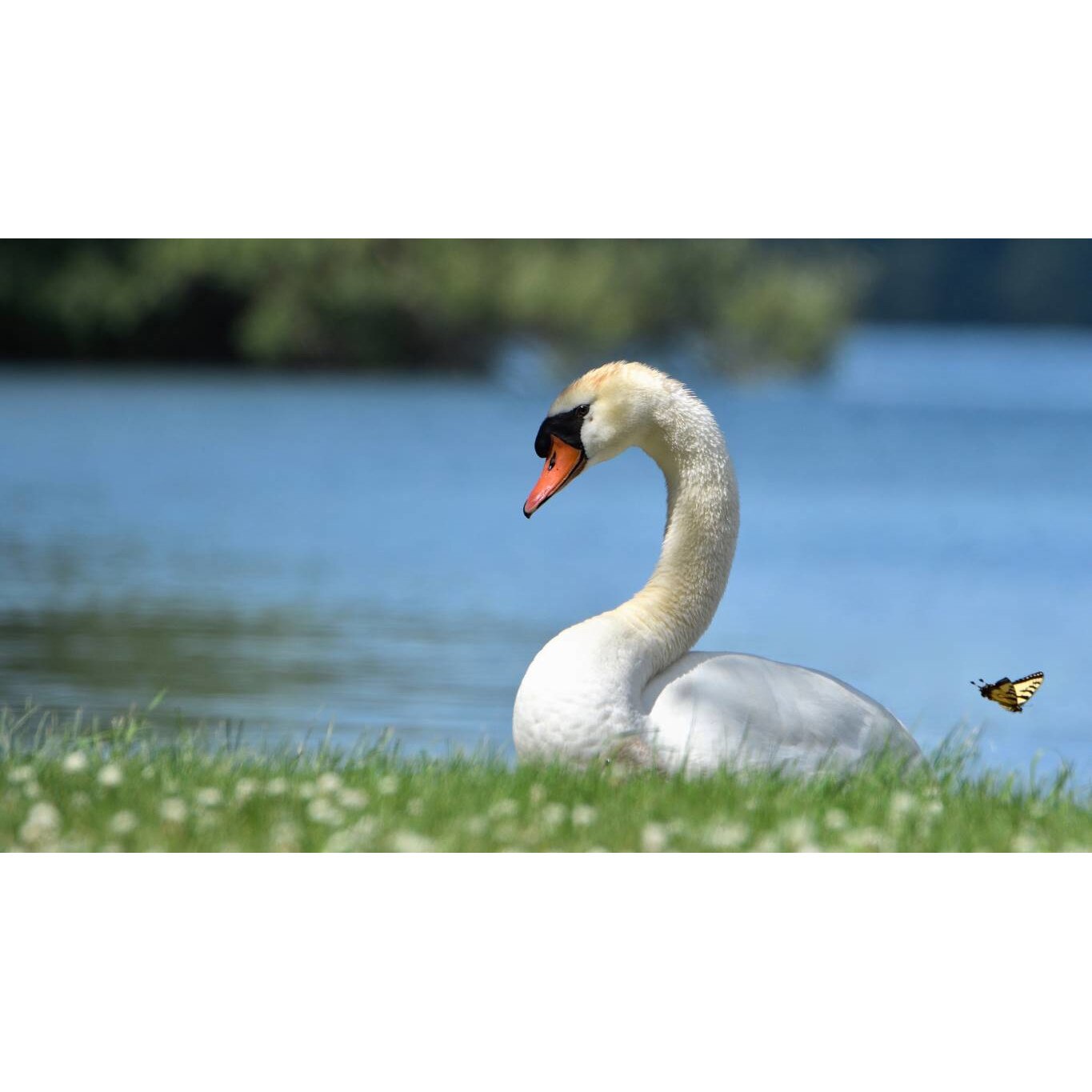 Tablou canvas 50x35 cm, Animale model 234