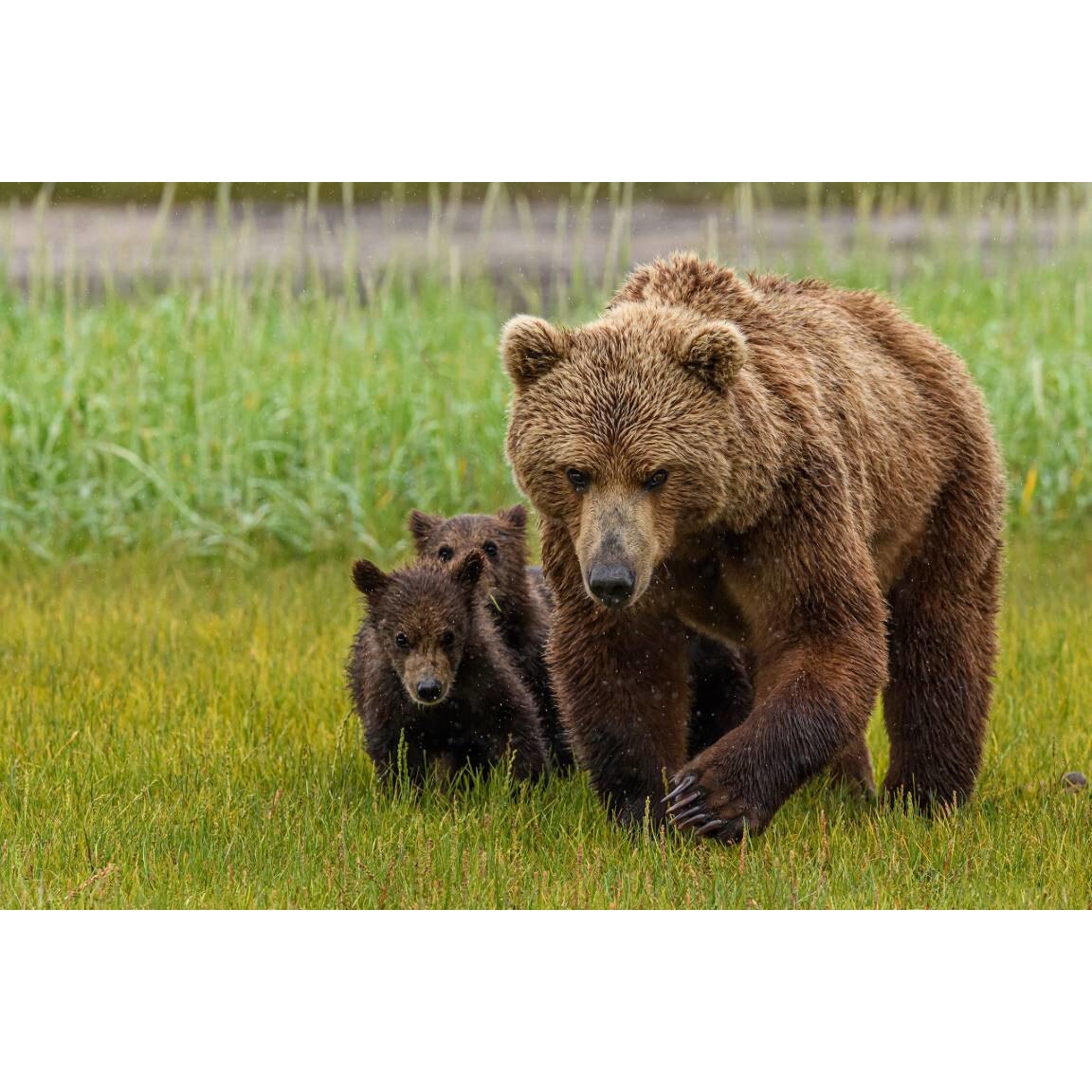 Tablou canvas 75x50 cm, Animale model 230