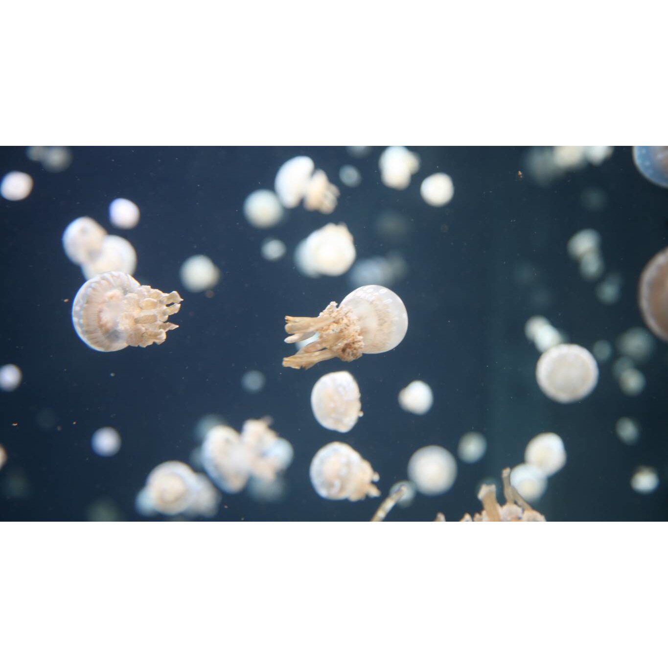 Tablou canvas 90x50 cm, Animale model 227