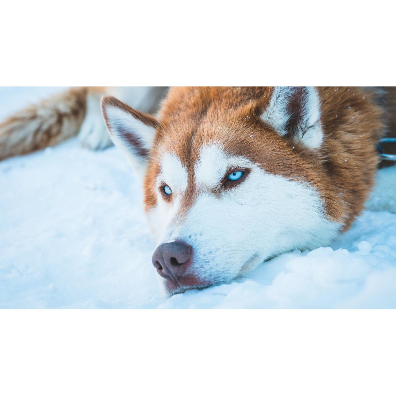 Tablou canvas 75x50 cm, Animale model 239