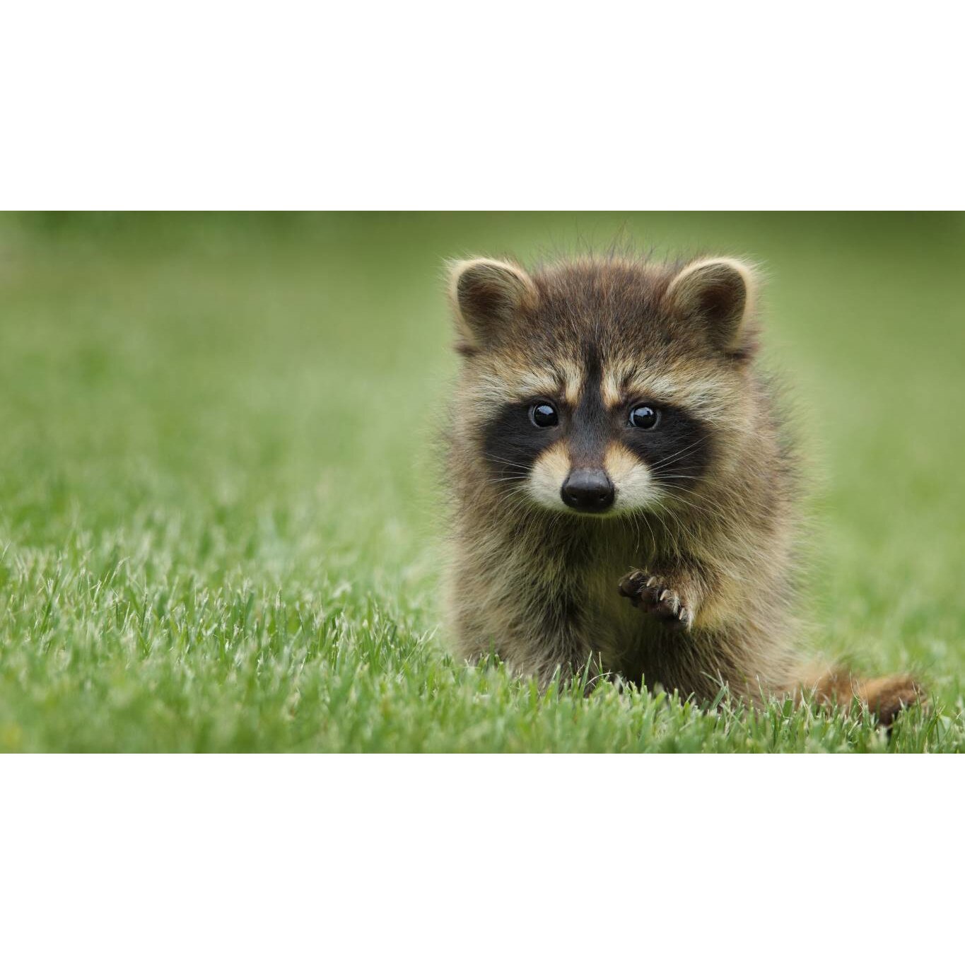 Tablou canvas 50x35 cm, Animale model 225