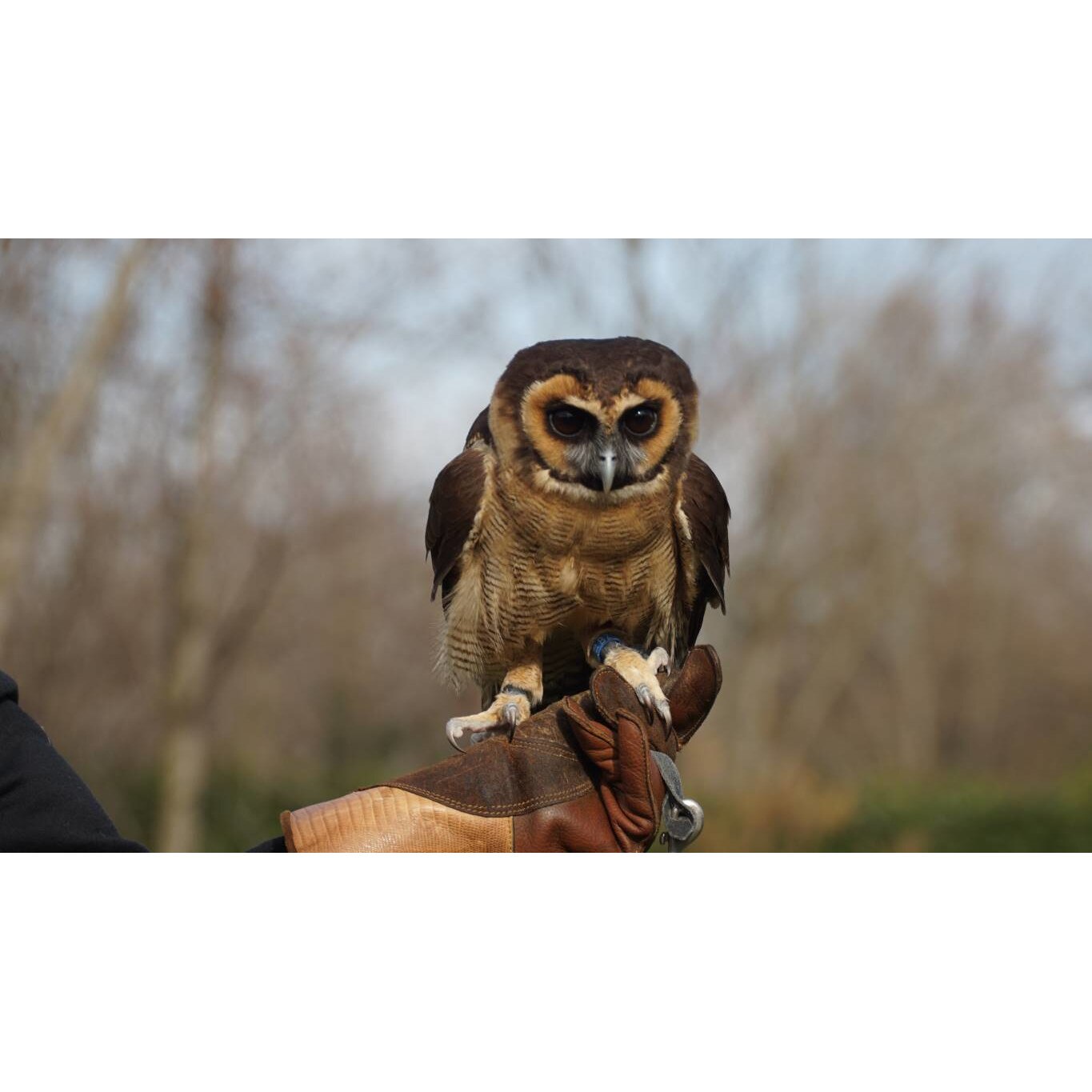 Tablou canvas 90x50 cm, Animale model 252