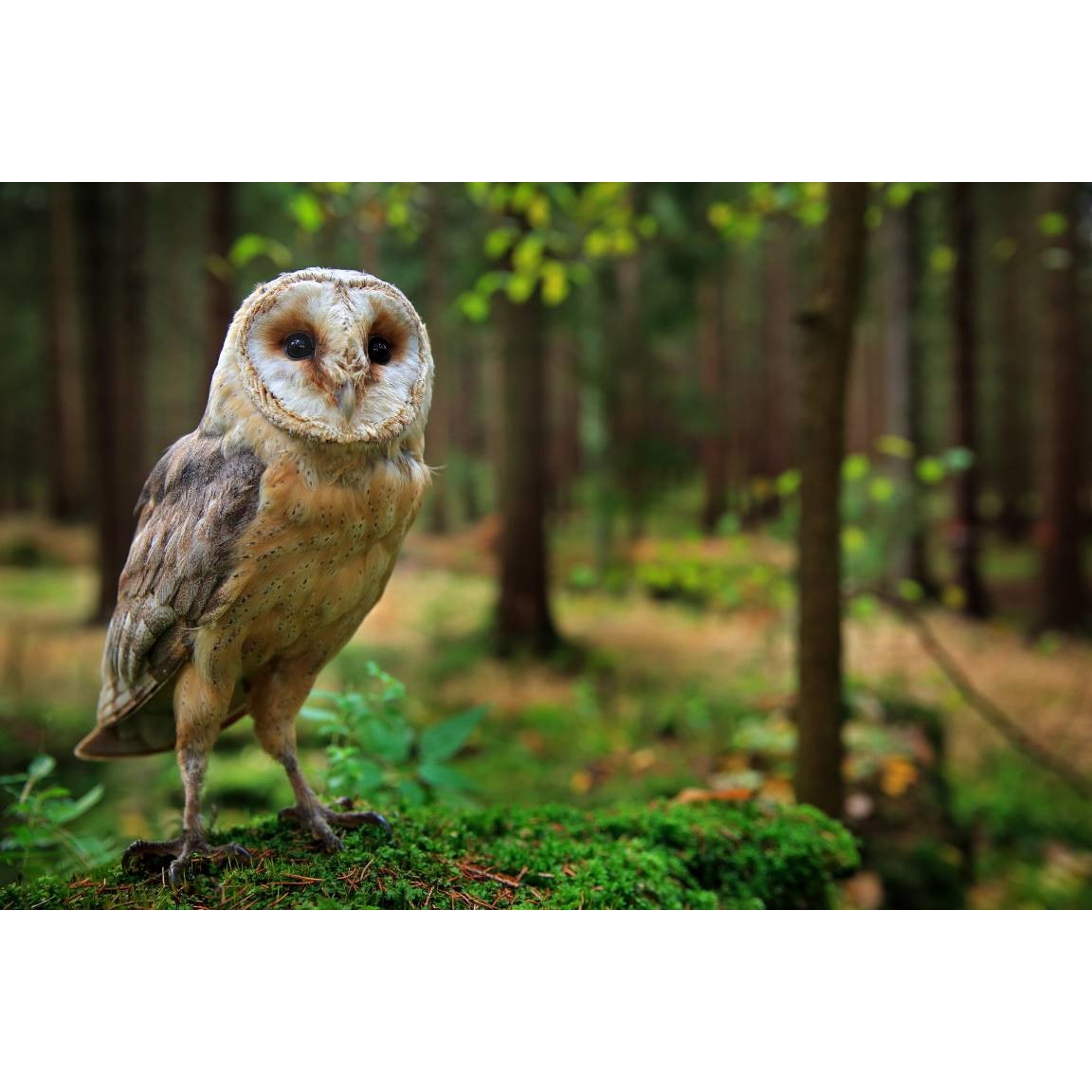 Tablou canvas 75x50 cm, Animale model 243