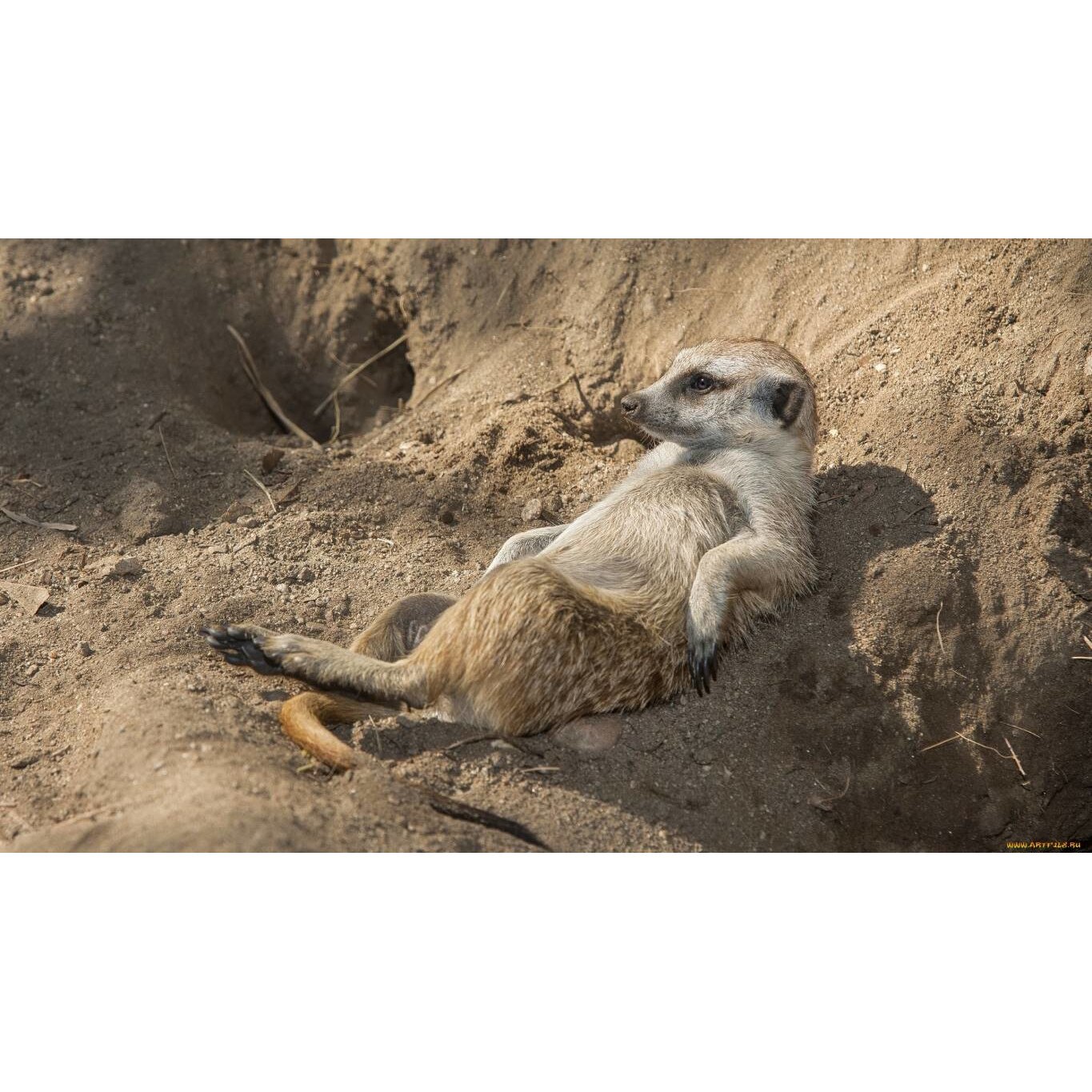 Tablou canvas 90x50 cm, Animale model 241