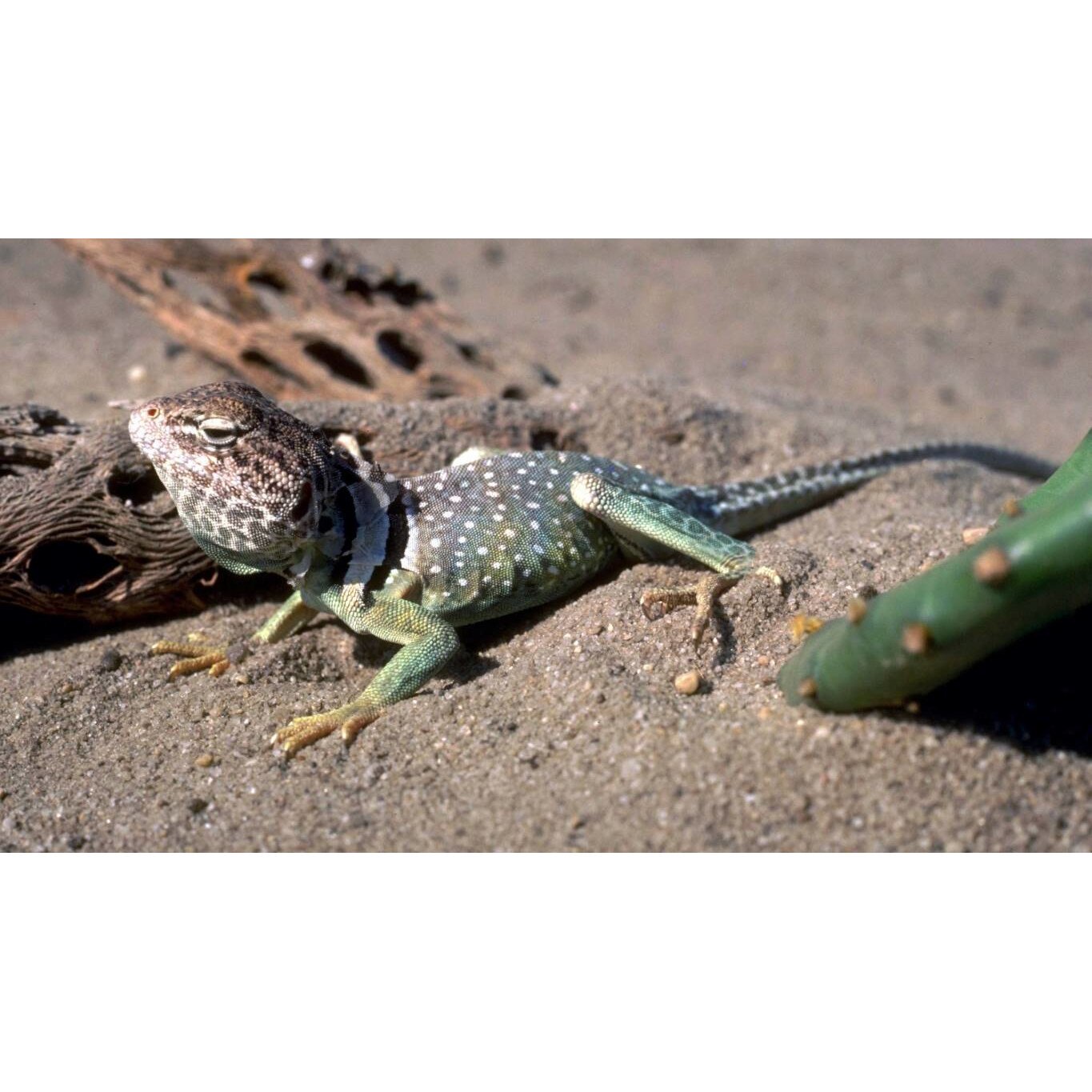 Tablou canvas 75x50 cm, Animale model 250