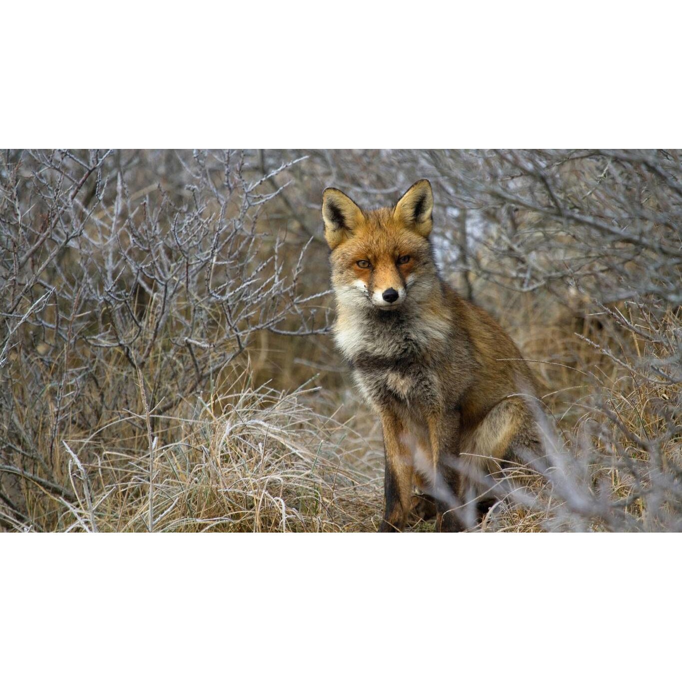 Tablou canvas 90x50 cm, Animale model 236