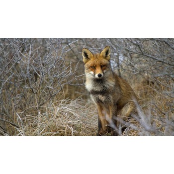 Tablou canvas 90x50 cm, Animale model 236 Tablou canvas 90x50 cm, Animale model 236