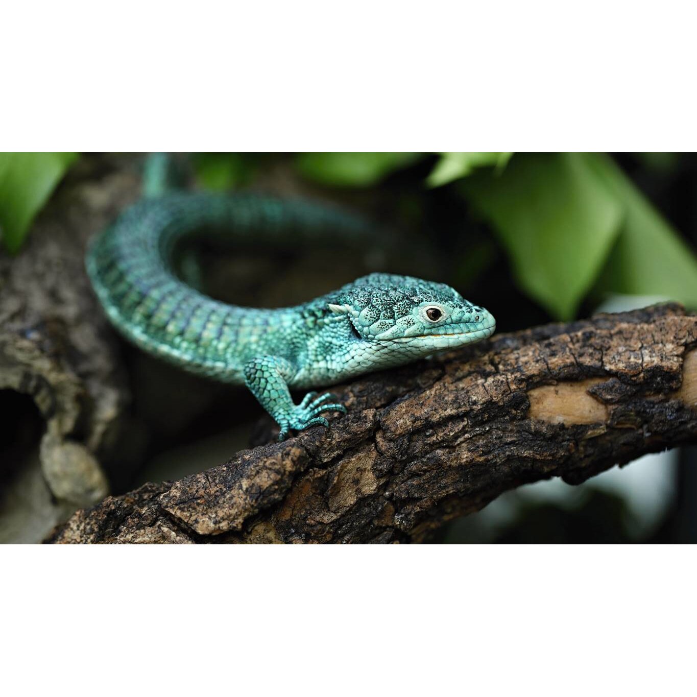 Tablou canvas 90x50 cm, Animale model 235