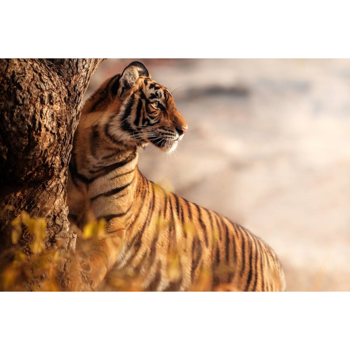 Tablou canvas 75x50 cm, Animale model 248