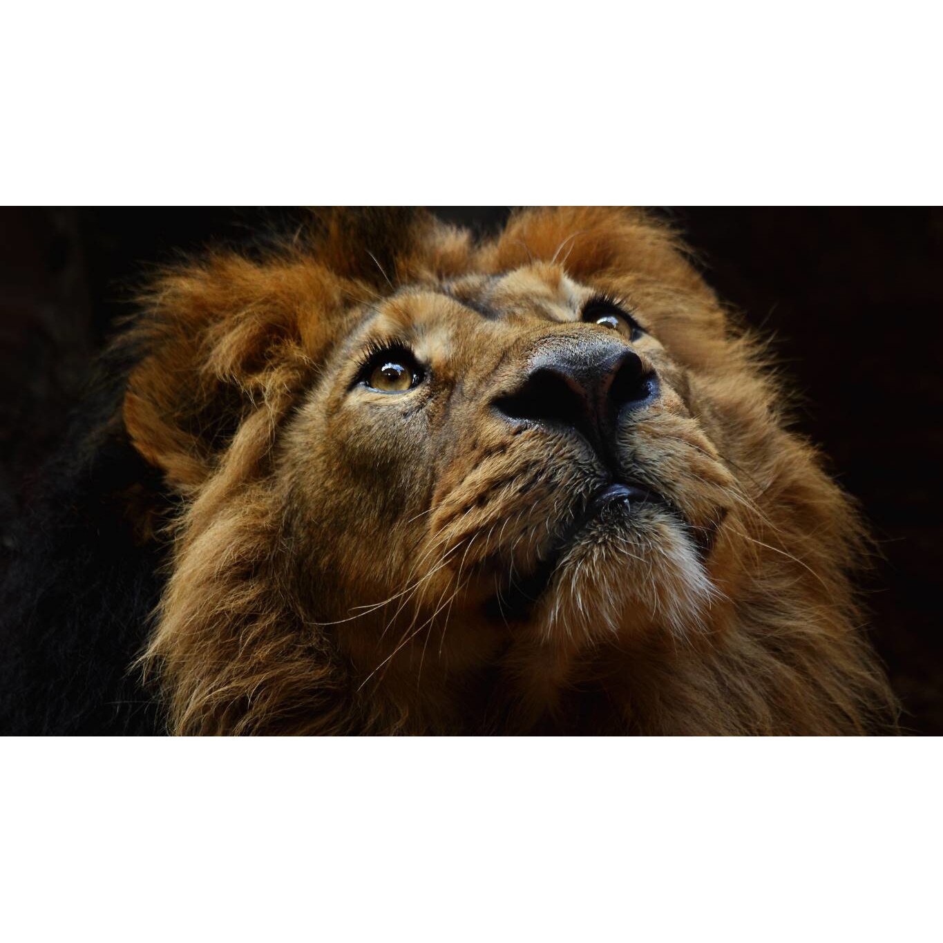 Tablou canvas 90x50 cm, Animale model 238