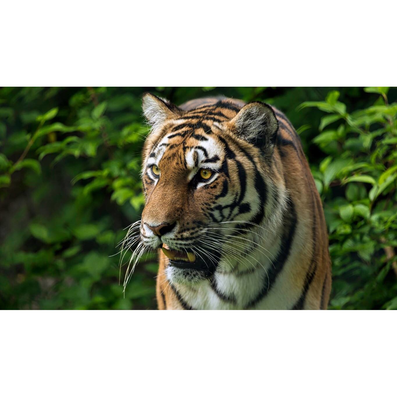 Tablou canvas 90x50 cm, Animale model 231