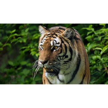 Tablou canvas 90x50 cm, Animale model 231 Tablou canvas 90x50 cm, Animale model 231