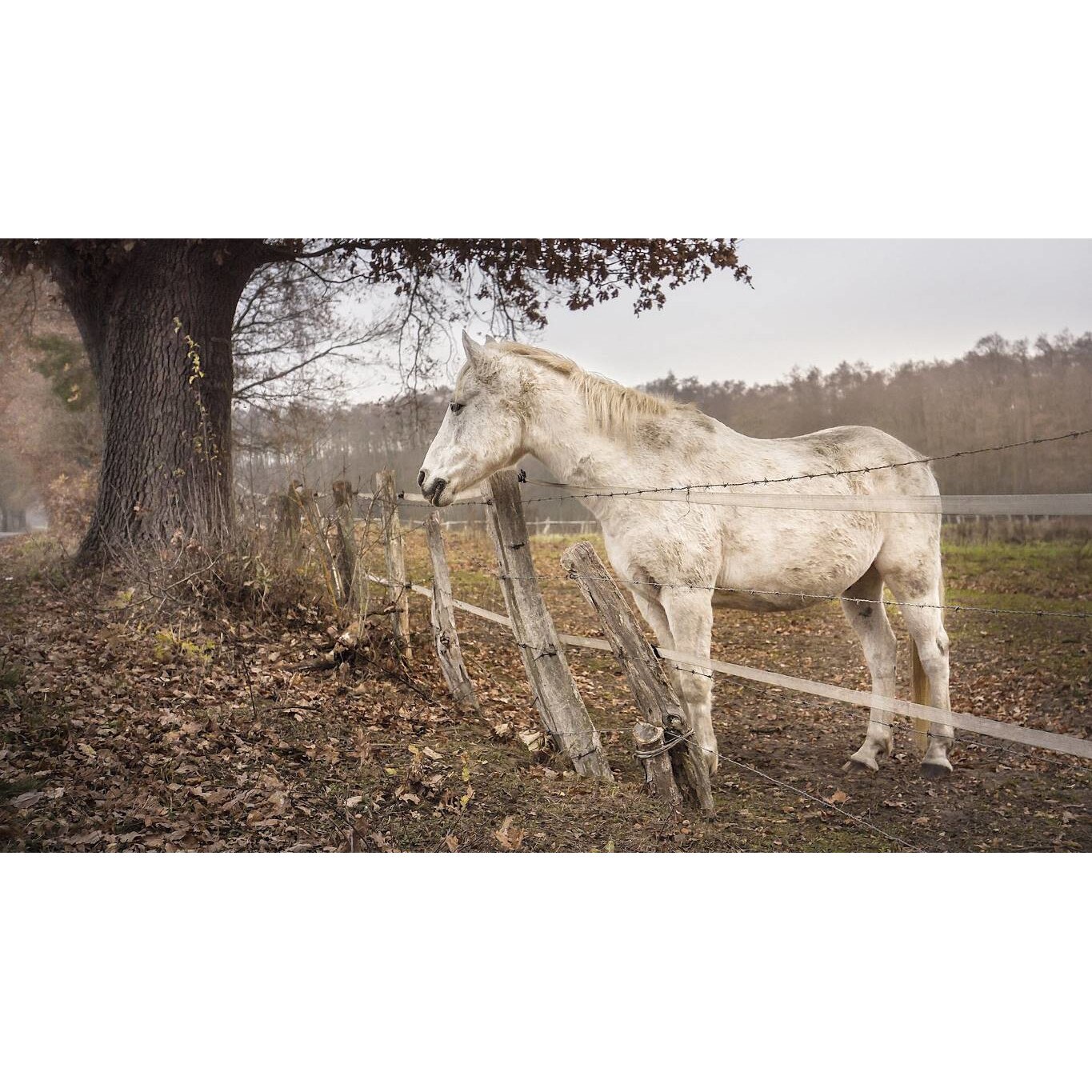 Tablou canvas 75x50 cm, Animale model 254