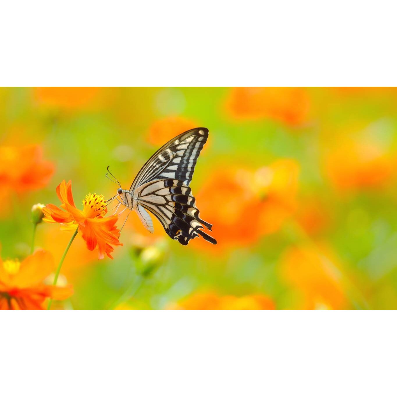 Tablou canvas 75x50 cm, Animale model 259