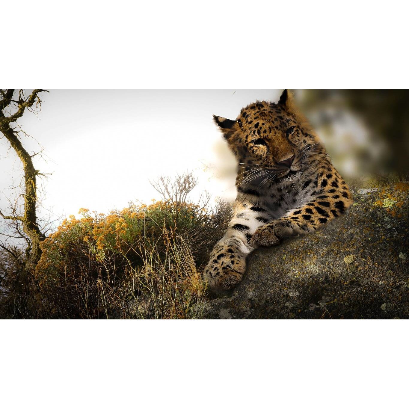 Tablou canvas 90x50 cm, Animale model 261