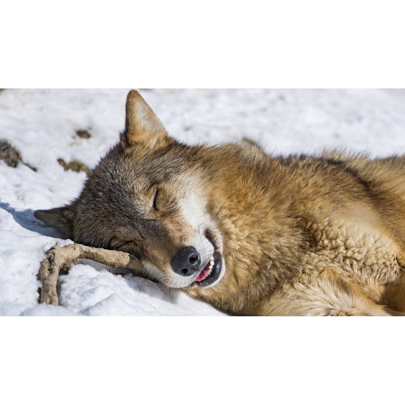 Tablou canvas 50x35 cm, Animale model 246