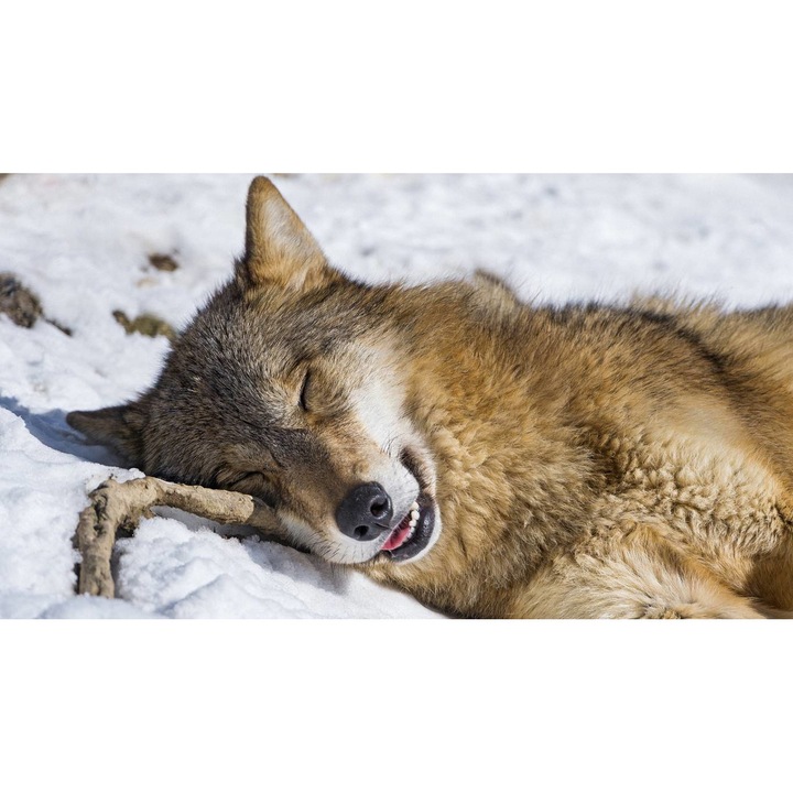 Tablou canvas 40x30 cm, Animale model 246