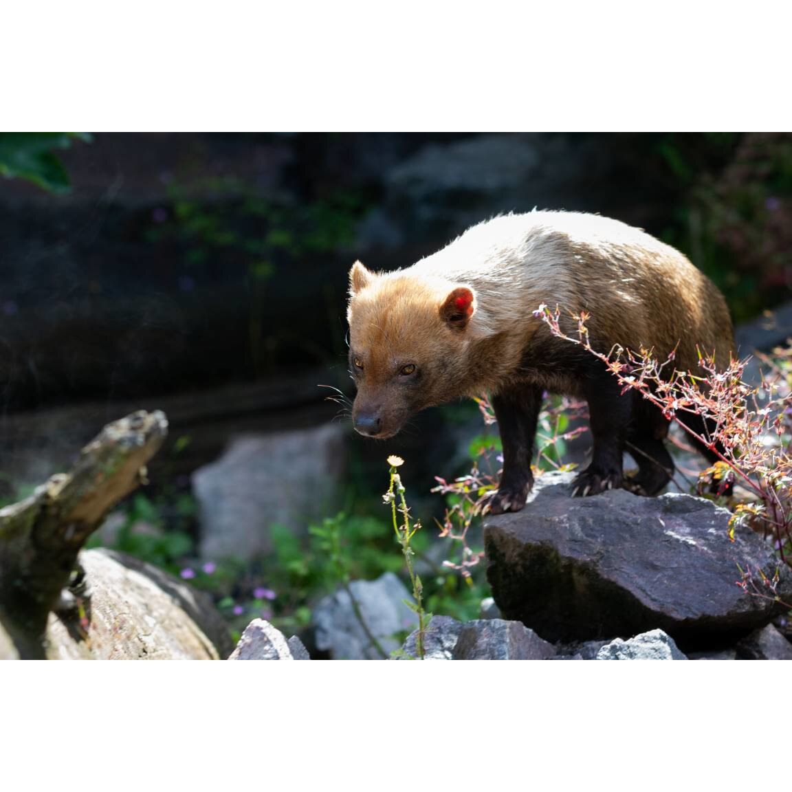 Tablou canvas 75x50 cm, Animale model 284