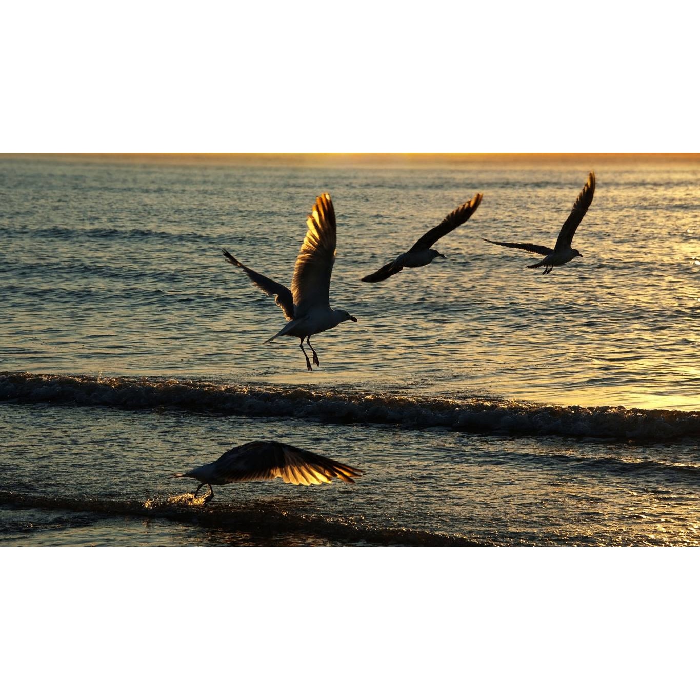 Tablou canvas 75x50 cm, Animale model 260