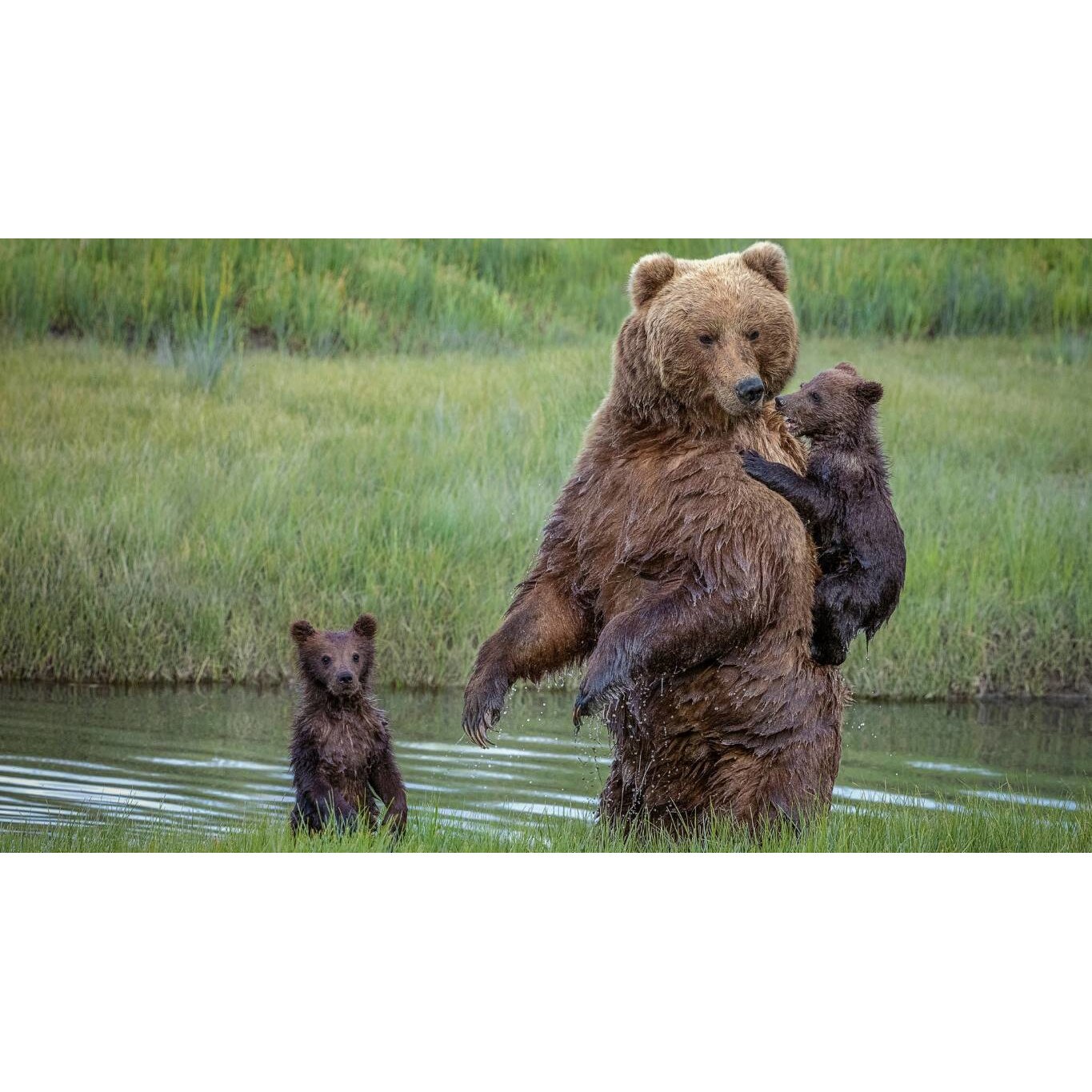 Tablou canvas 50x35 cm, Animale model 279