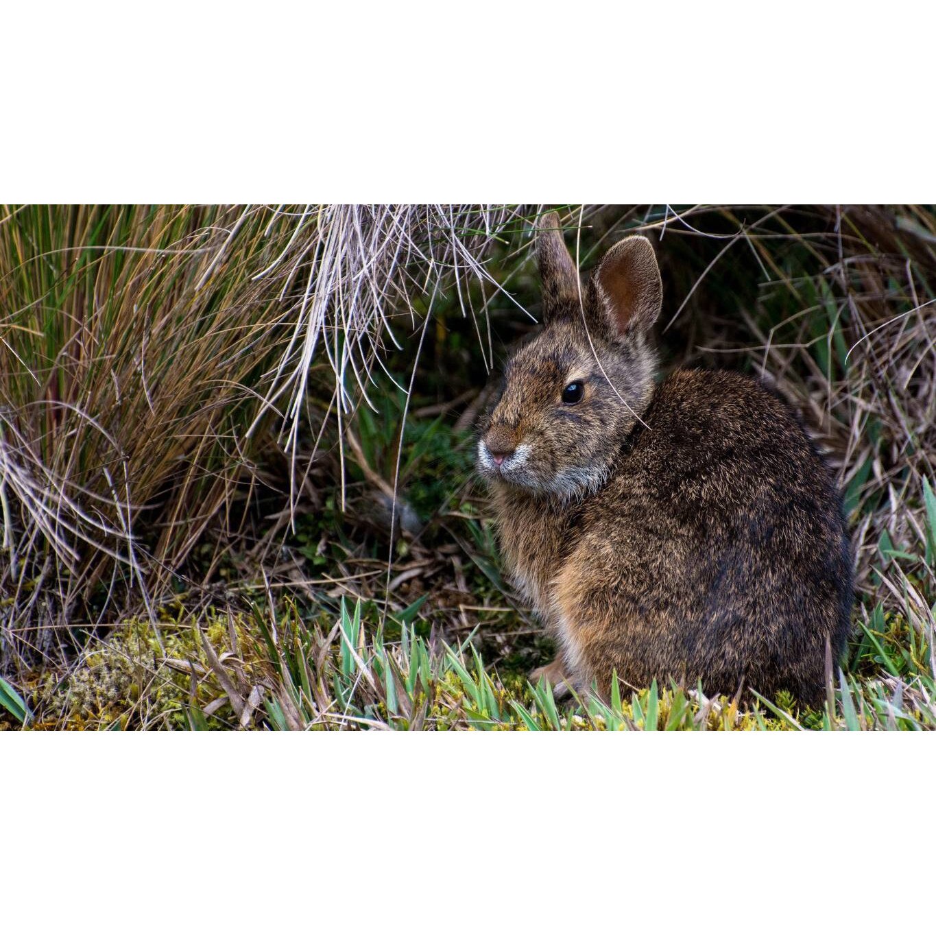 Tablou canvas 90x50 cm, Animale model 270