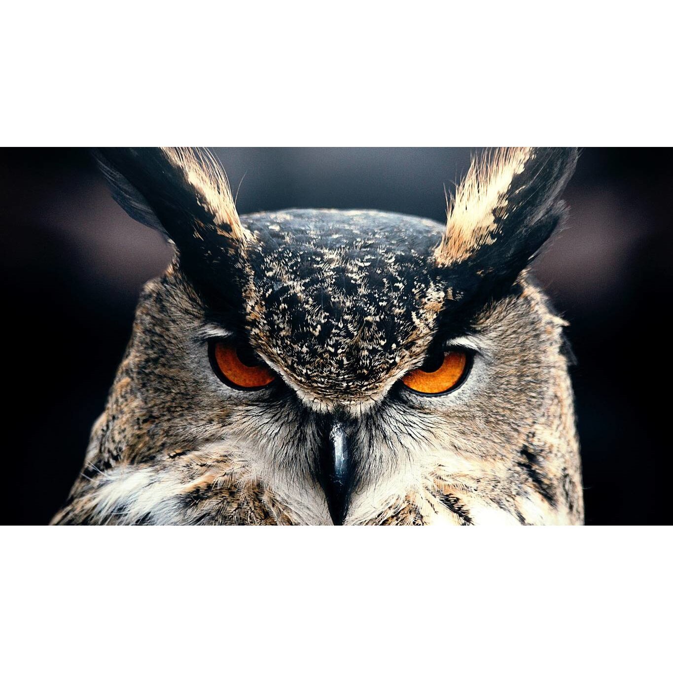 Tablou canvas 75x50 cm, Animale model 237