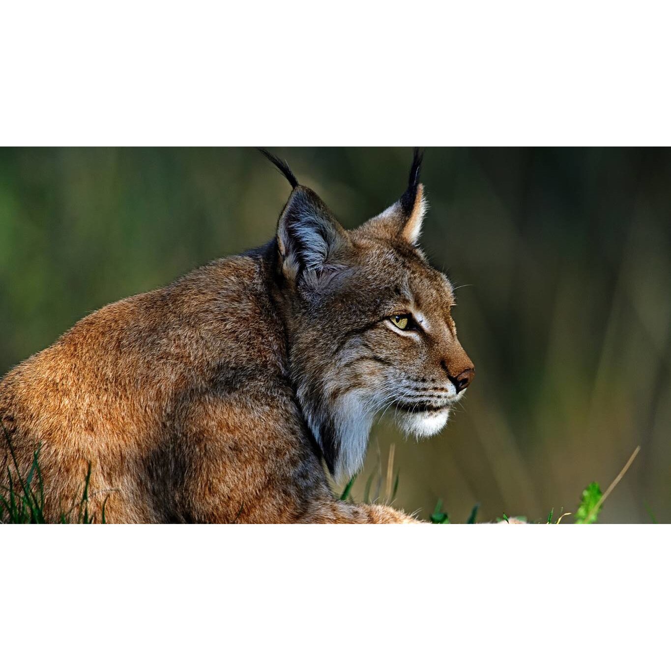 Tablou canvas 50x35 cm, Animale model 276