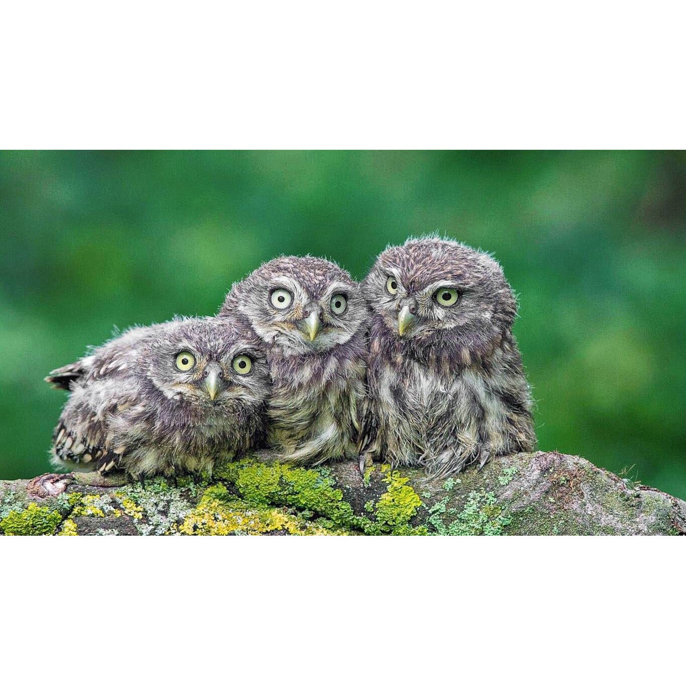 Tablou canvas 75x50 cm, Animale model 268