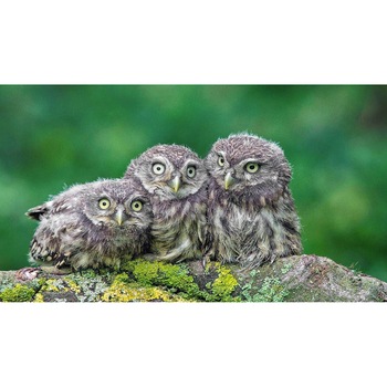 Tablou canvas 90x50 cm, Animale model 268 Tablou canvas 90x50 cm, Animale model 268