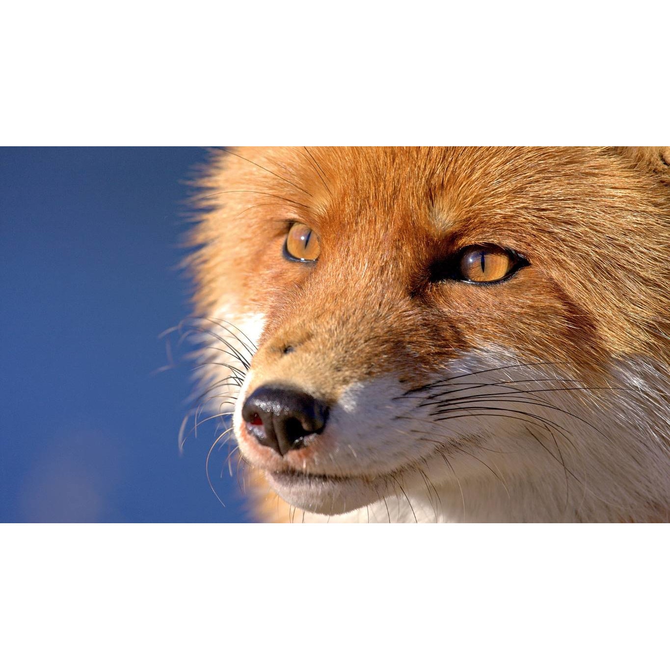 Tablou canvas 90x50 cm, Animale model 264