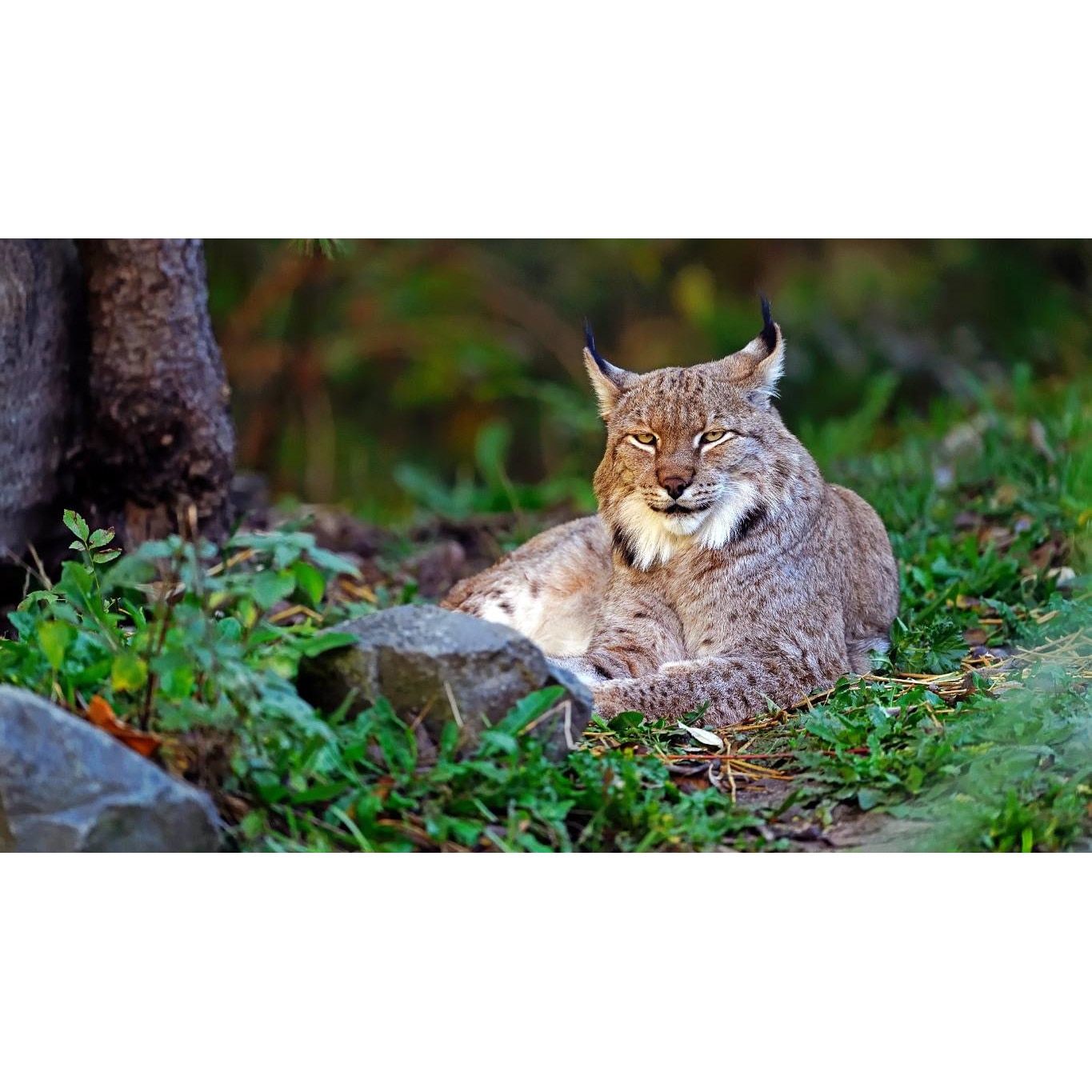 Tablou canvas 90x50 cm, Animale model 263