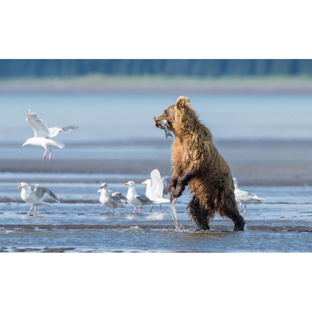 Tablou canvas 75x50 cm, Animale model 256