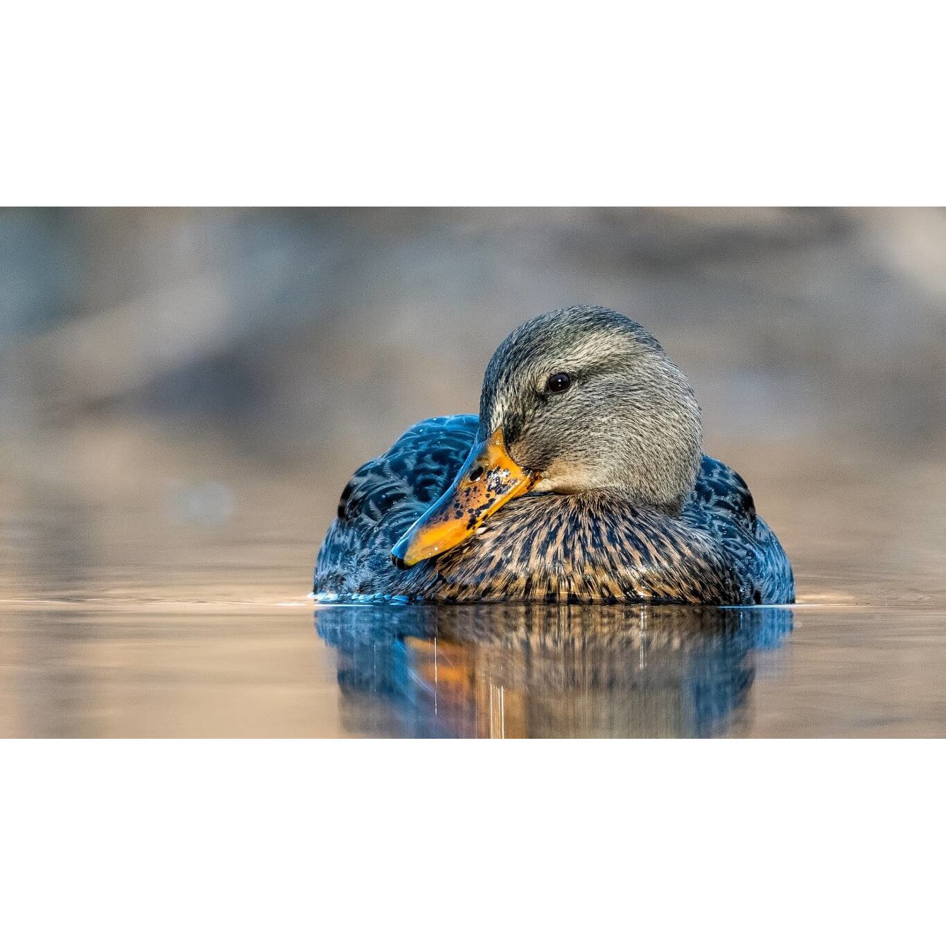 Tablou canvas 75x50 cm, Animale model 262