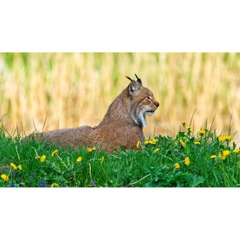 Tablou canvas 90x50 cm, Animale model 253 Tablou canvas 90x50 cm, Animale model 253