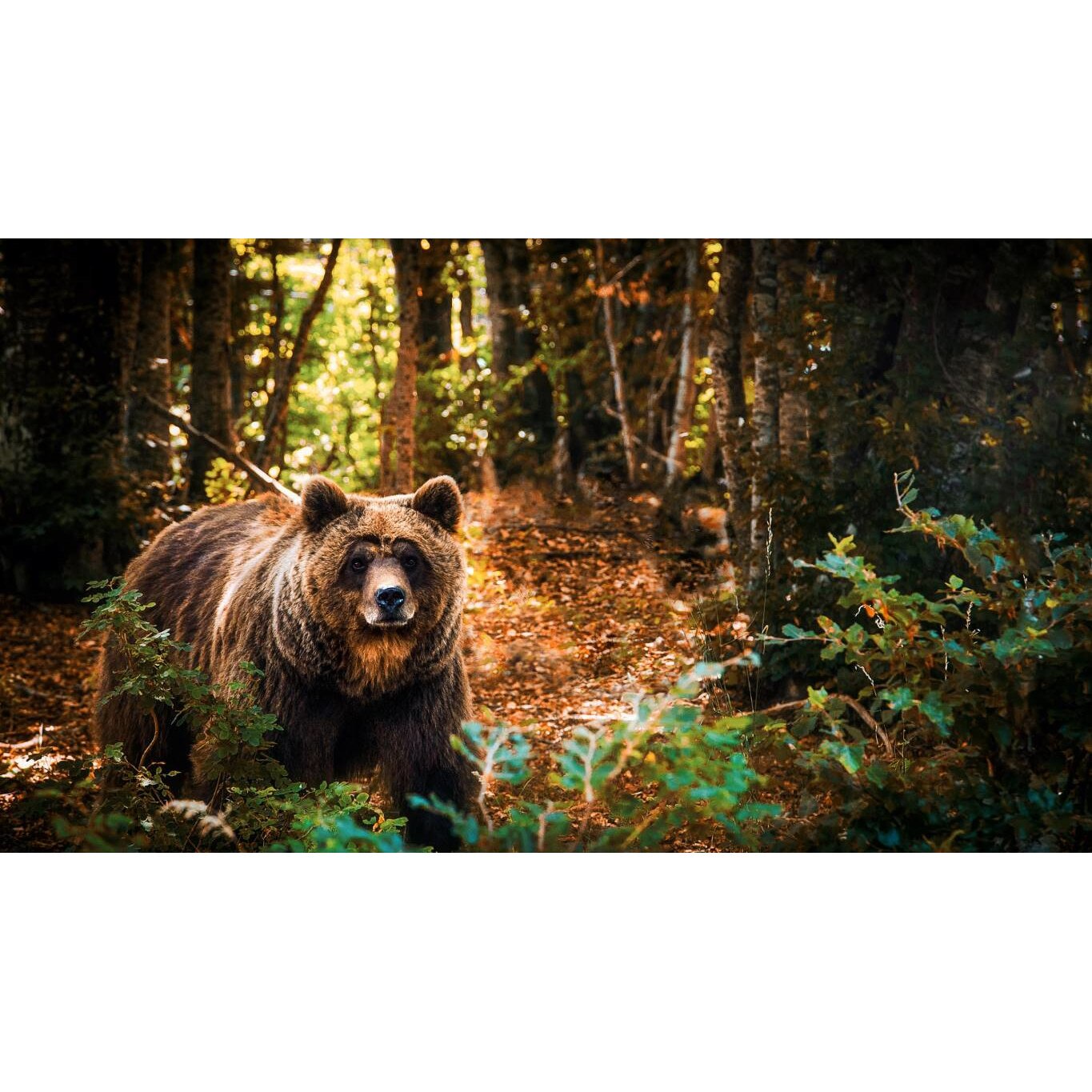 Tablou canvas 90x50 cm, Animale model 274