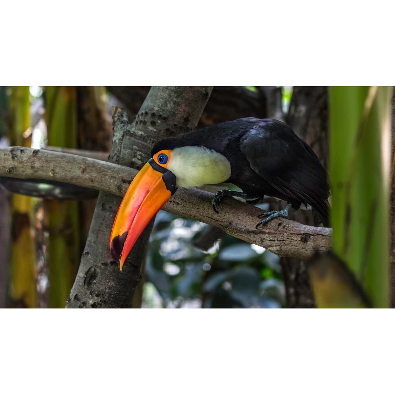 Tablou canvas 50x35 cm, Animale model 255