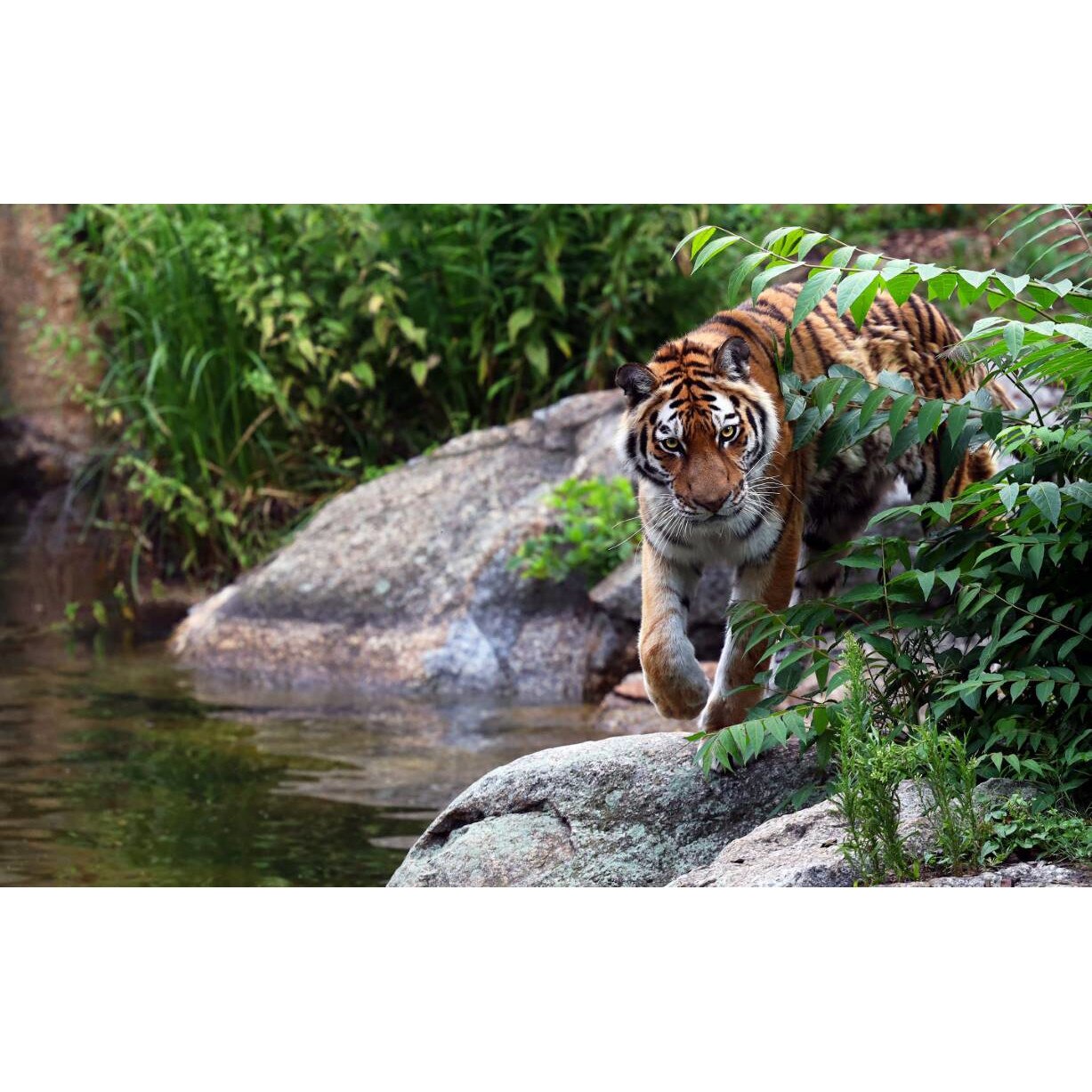 Tablou canvas 90x50 cm, Animale model 298