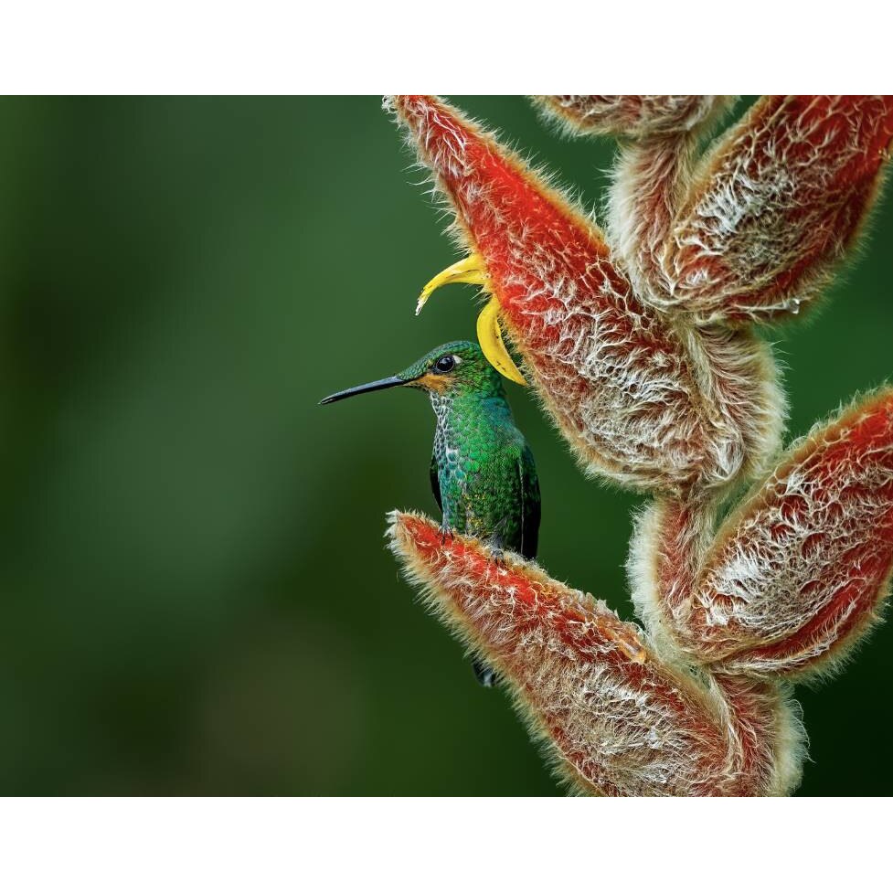 Tablou canvas 50x35 cm, Animale model 287