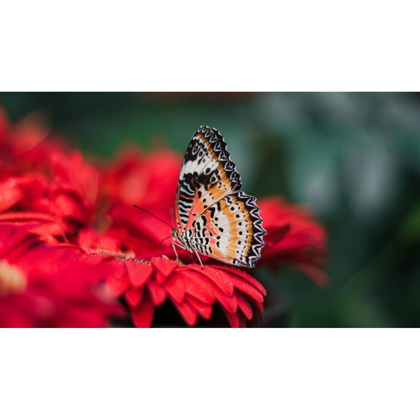 Tablou canvas 50x35 cm, Animale model 265