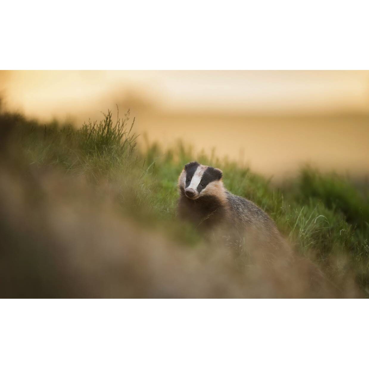Tablou canvas 75x50 cm, Animale model 273