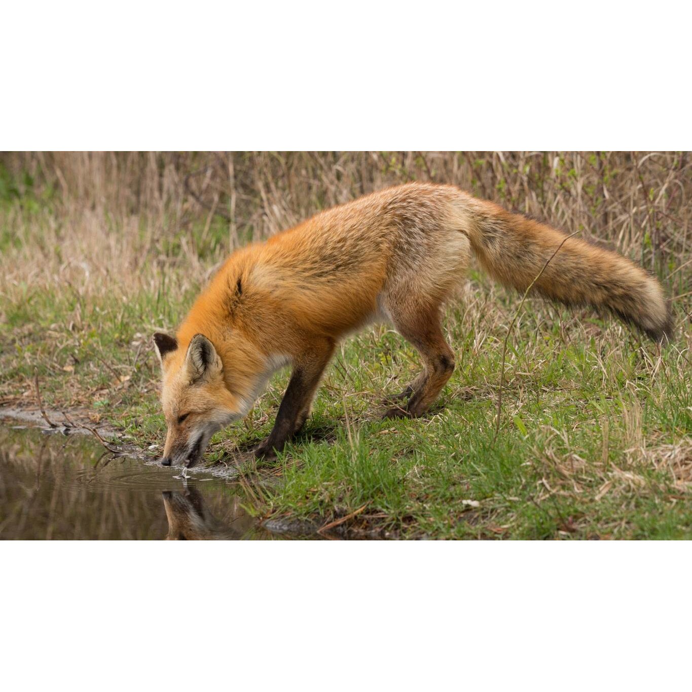 Tablou canvas 90x50 cm, Animale model 275