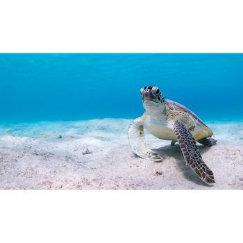 Tablou canvas 90x50 cm, Animale model 269 Tablou canvas 90x50 cm, Animale model 269