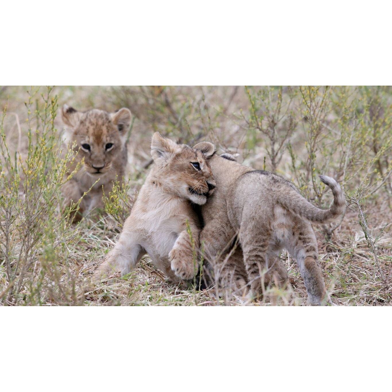 Tablou canvas 50x35 cm, Animale model 291