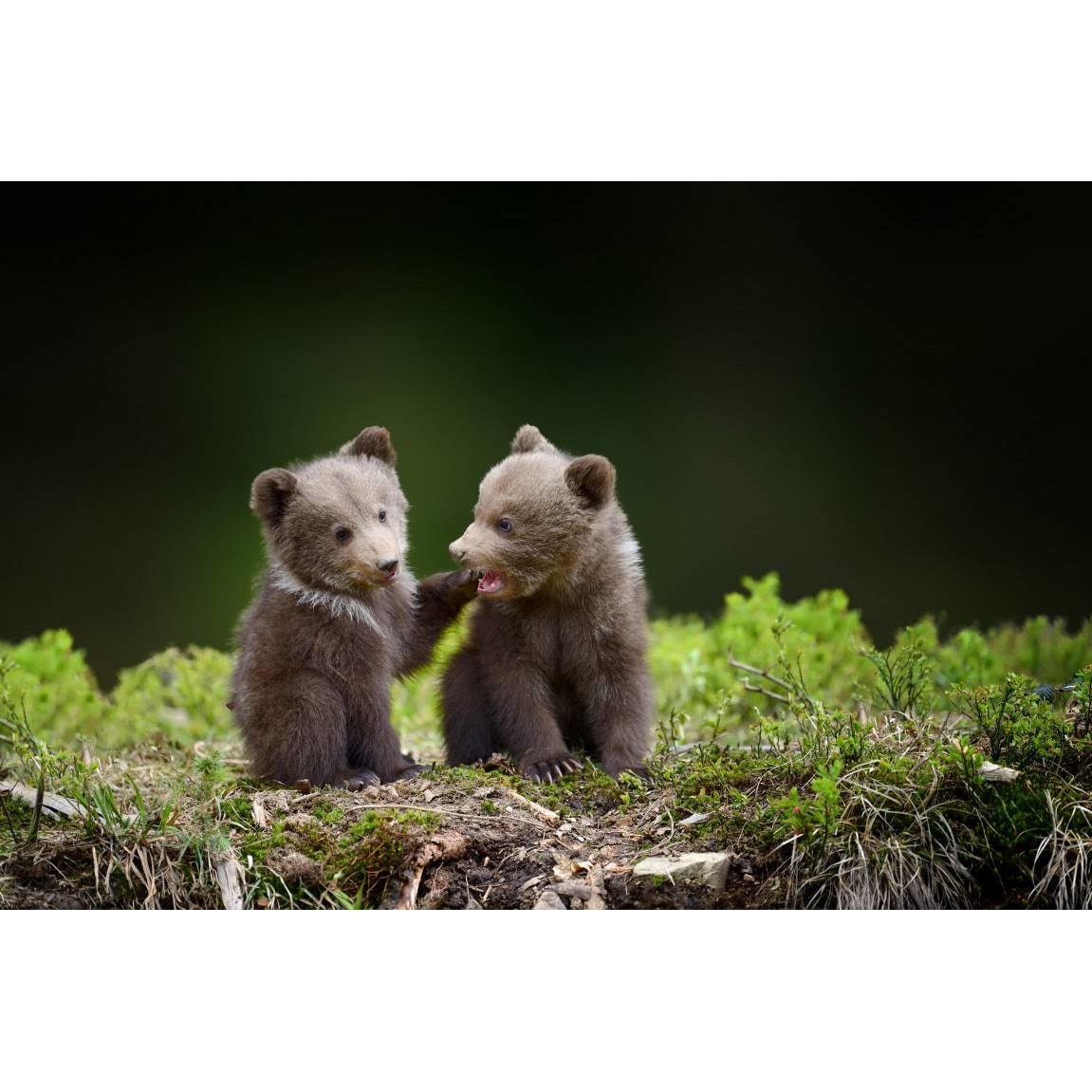 Tablou canvas 50x35 cm, Animale model 292