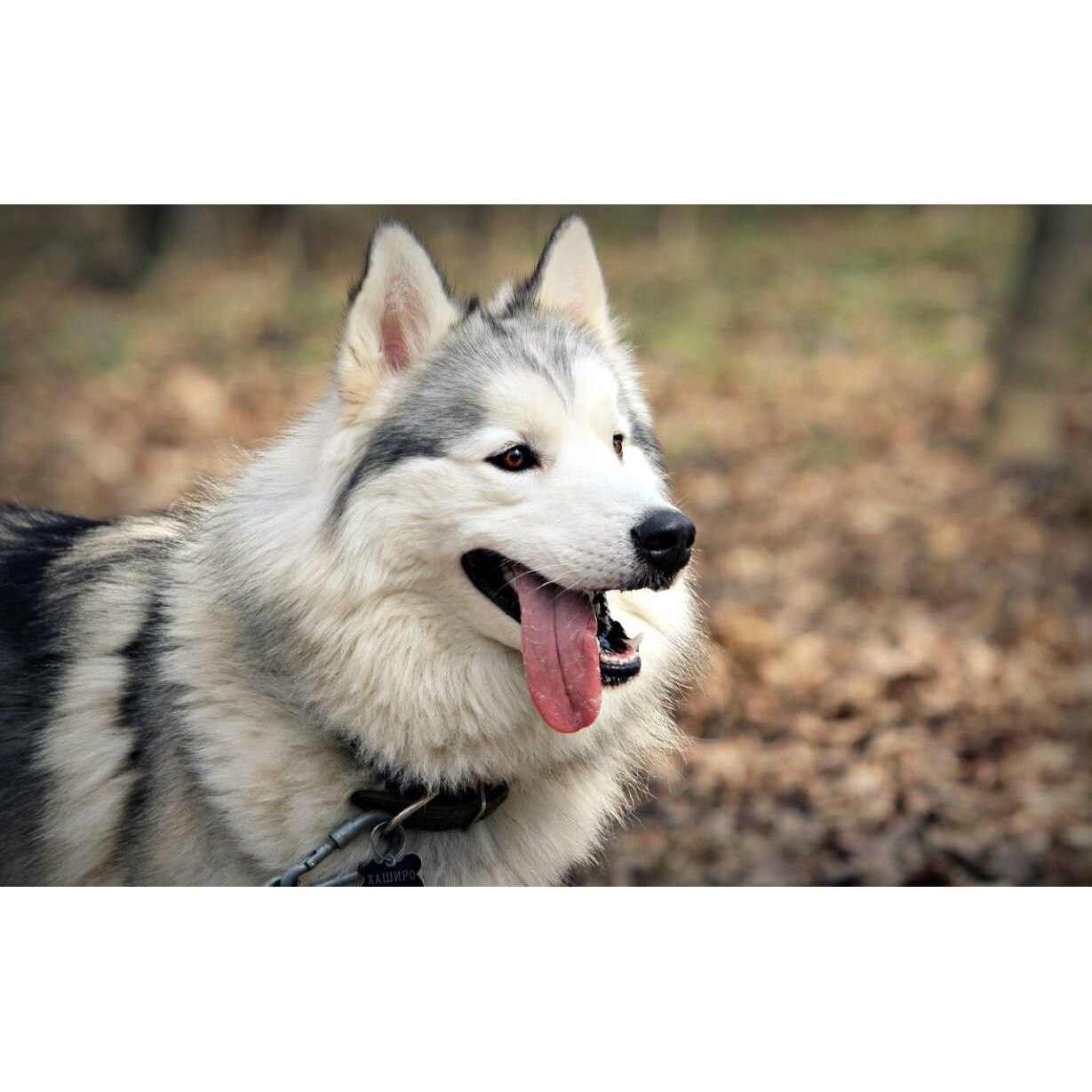 Tablou canvas 50x35 cm, Animale model 272