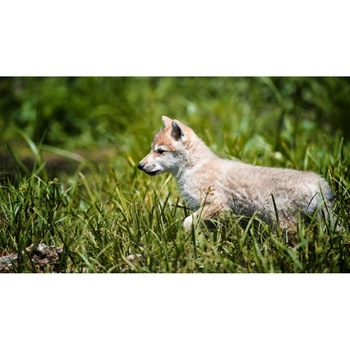 Tablou canvas 90x50 cm, Animale model 285 Tablou canvas 90x50 cm, Animale model 285