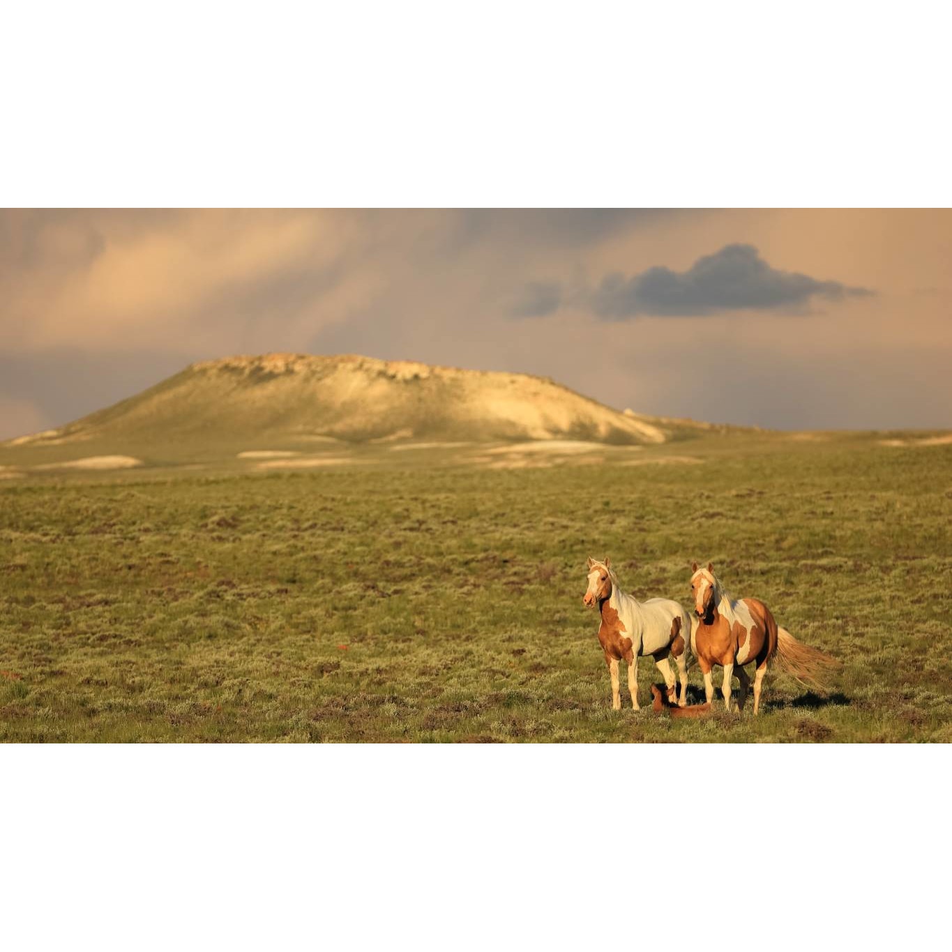 Tablou canvas 75x50 cm, Animale model 277