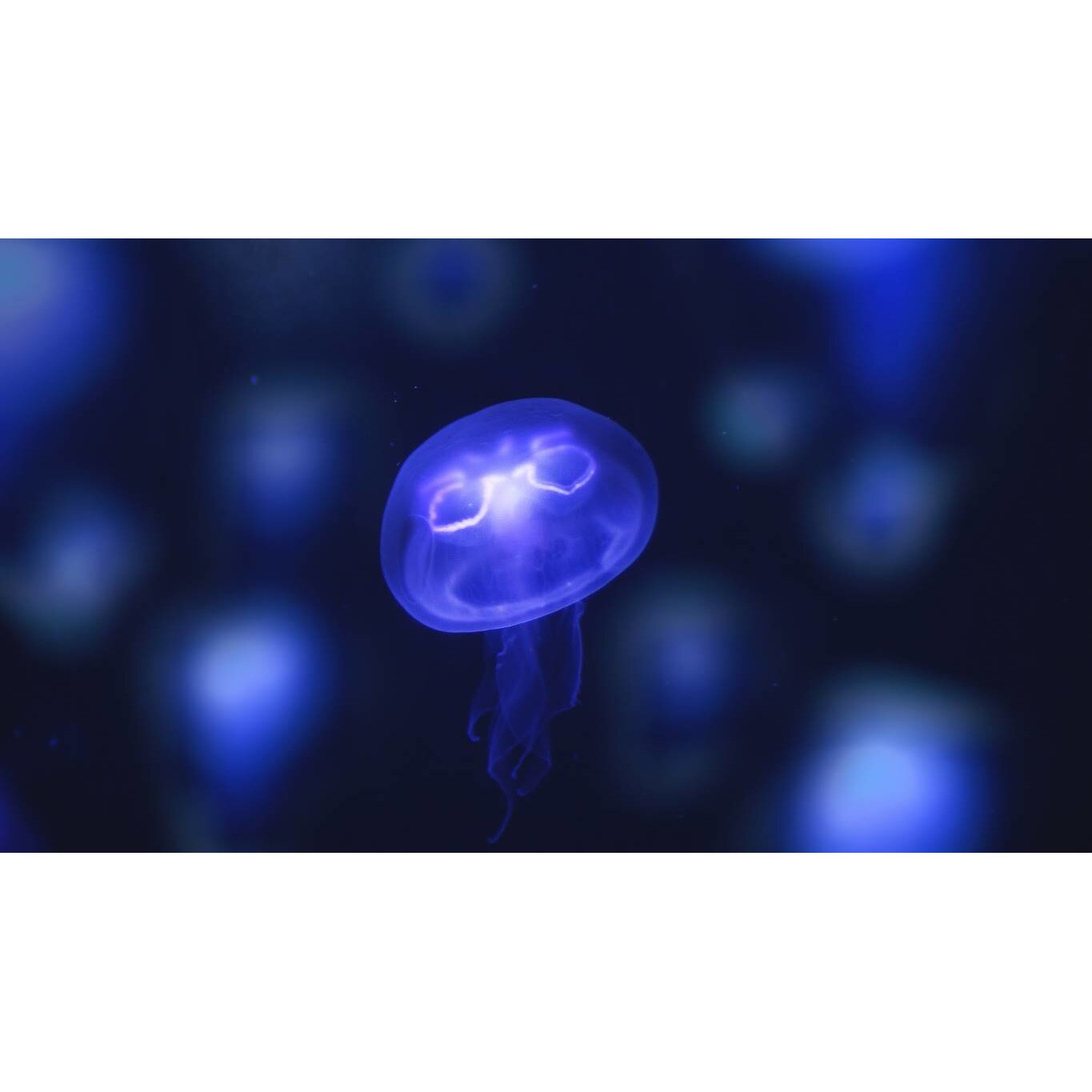 Tablou canvas 50x35 cm, Animale model 271